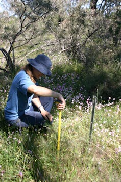 Woman measuring the height of a plant