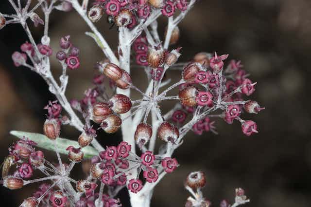 Silvery white shrub branch with pink flowers