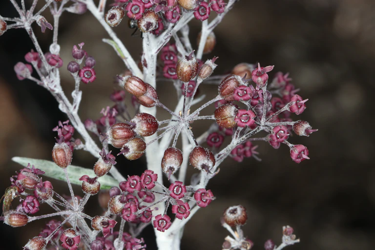 Silvery white shrub branch with pink flowers