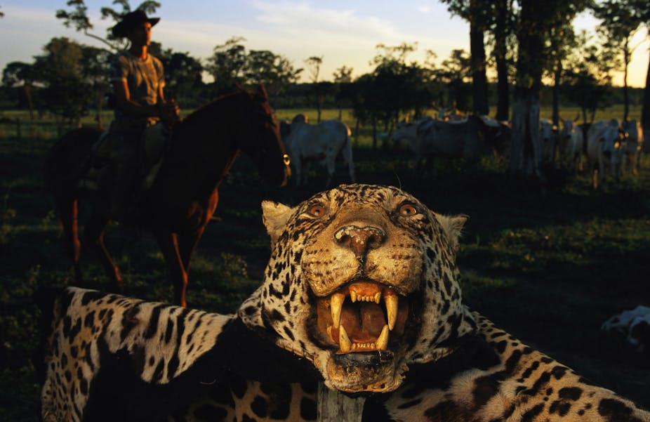 Jaguar skin draped on a fence. Cattle and a rider on a horse in the background.