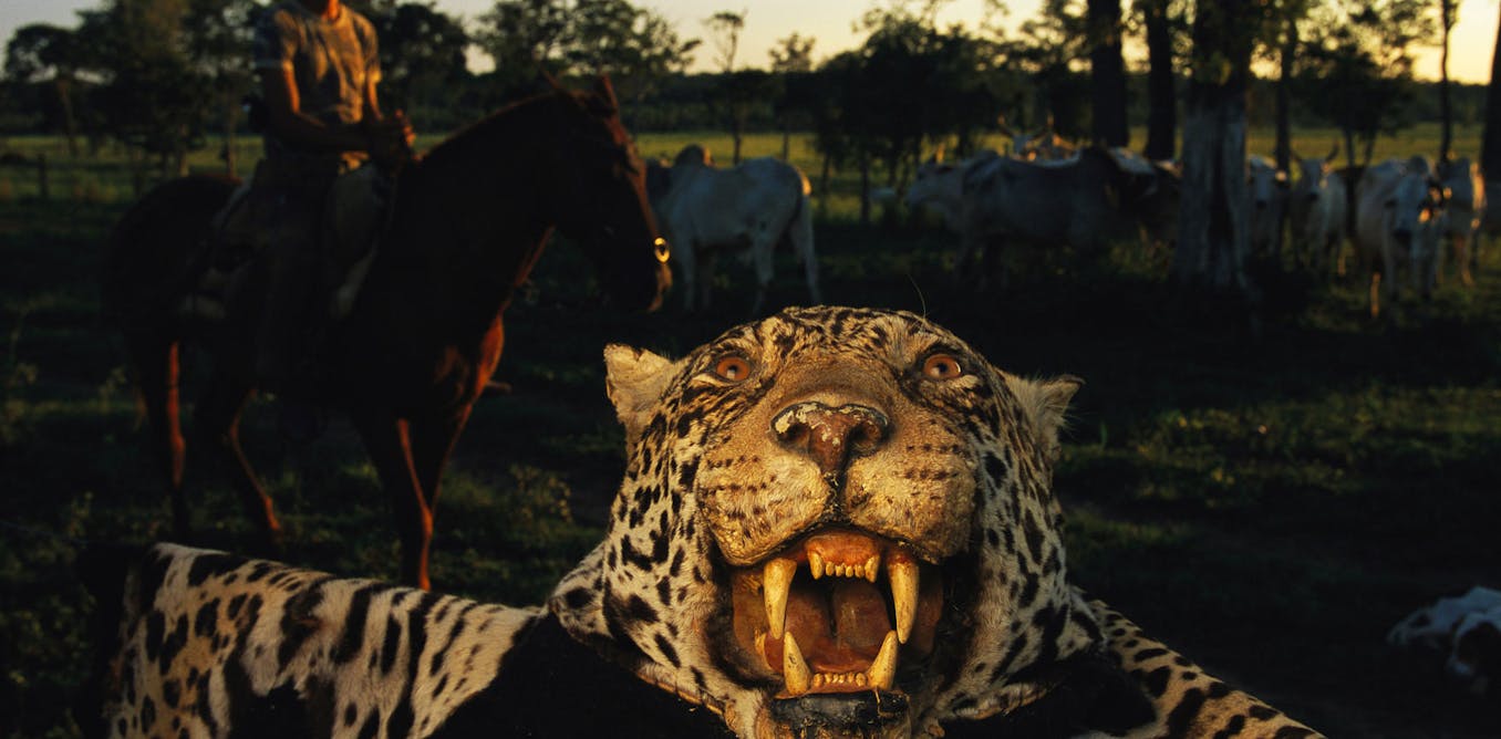 Why paying people to tolerate wildlife is not the magic bullet for conservation