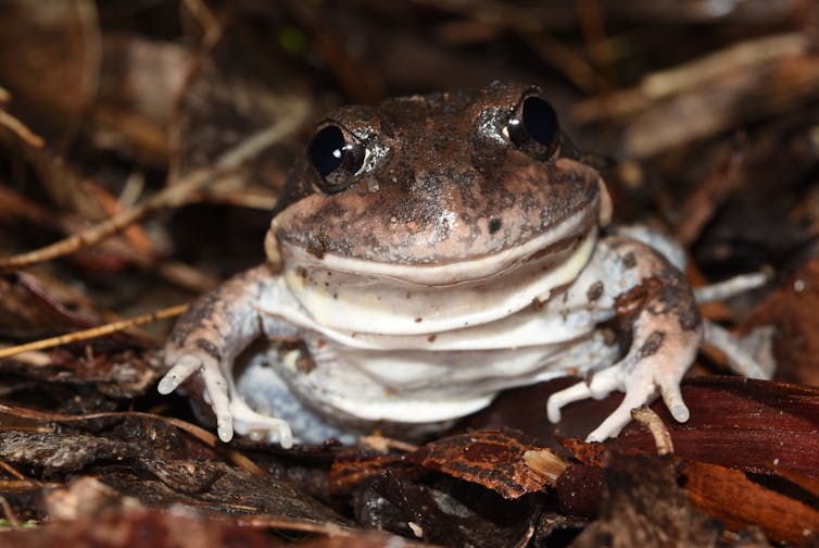 Improving the Habitat of the Critically Endangered Rough Moss Frog