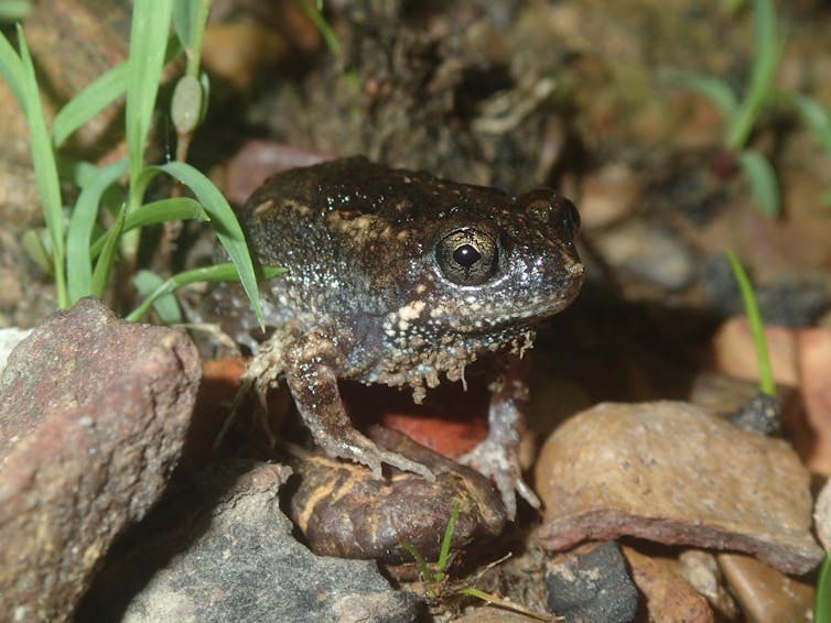 Clicks, bonks and dripping taps: listen to the calls of 6 frogs out and about this summer