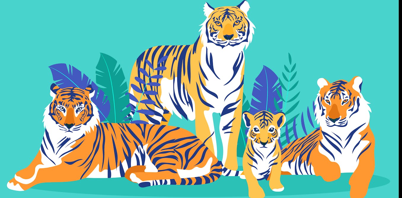 Vidit 8 Ans Pourquoi Les Tigres Ont Ils Des Rayures Vidit 8 Ans Pourquoi Les Tigres Ont Ils Des Rayures