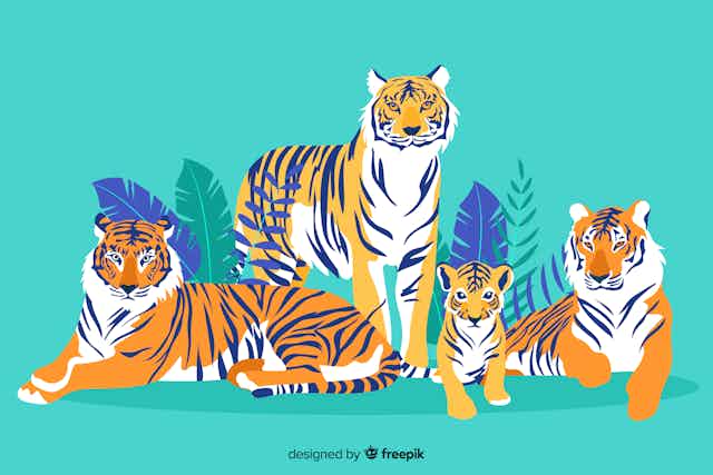 Vidit 8 Ans Pourquoi Les Tigres Ont Ils Des Rayures Vidit 8 Ans Pourquoi Les Tigres Ont Ils Des Rayures