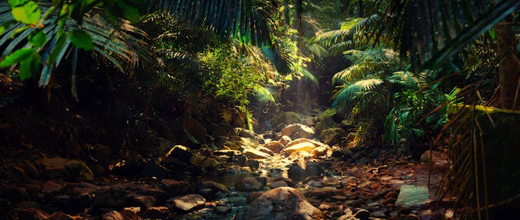 Panorama of a shallow mountain stream in the Indian jungle.