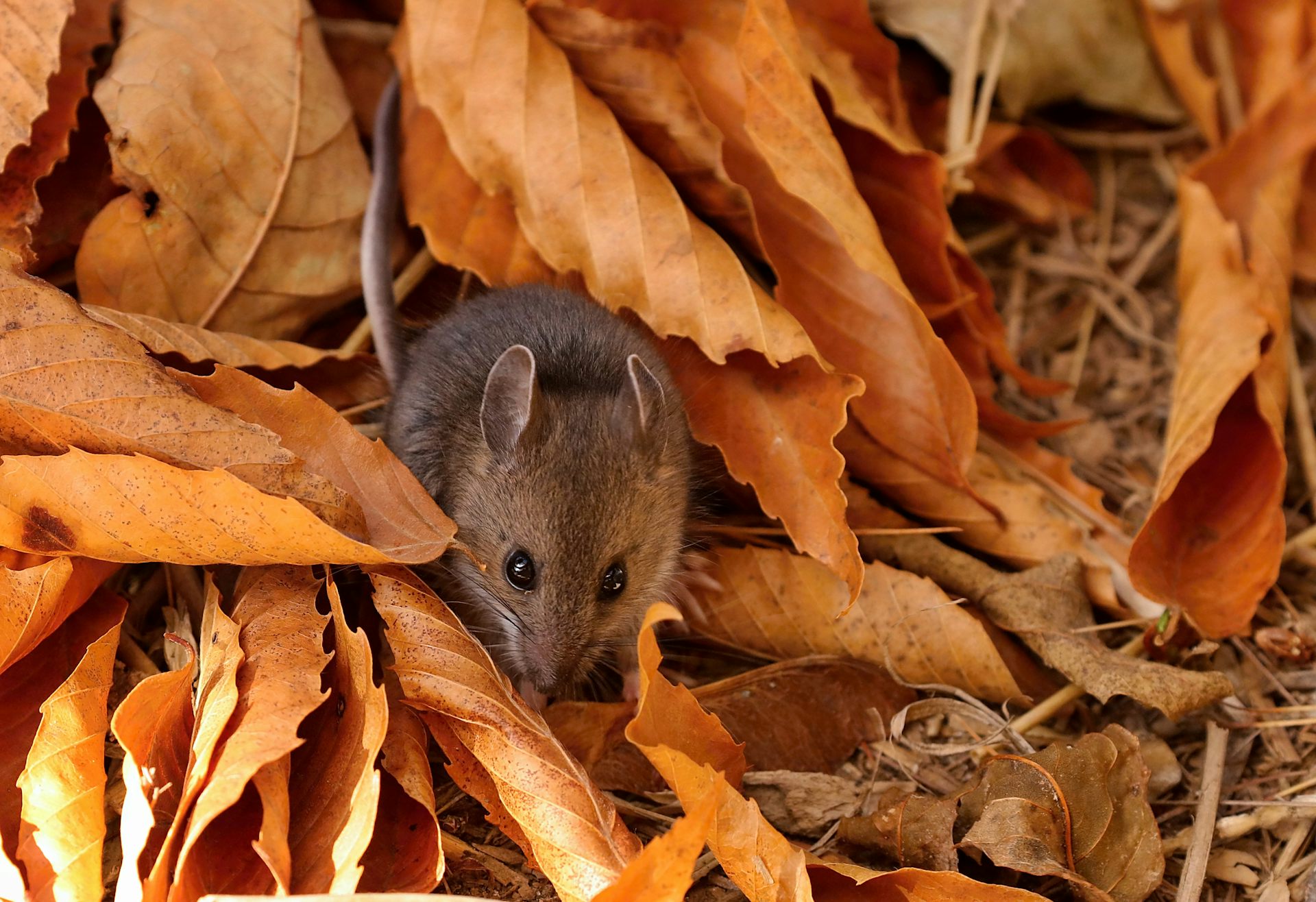 yellow rumped leaf eared mouse