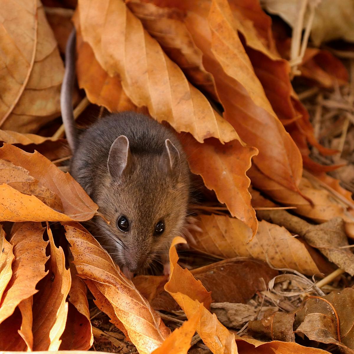 Baby Mice Shut Down To Survive Extreme Cold On The Highest Mountain Tops Baby Mice Shut Down To Survive Extreme Cold On The Highest Mountain Tops