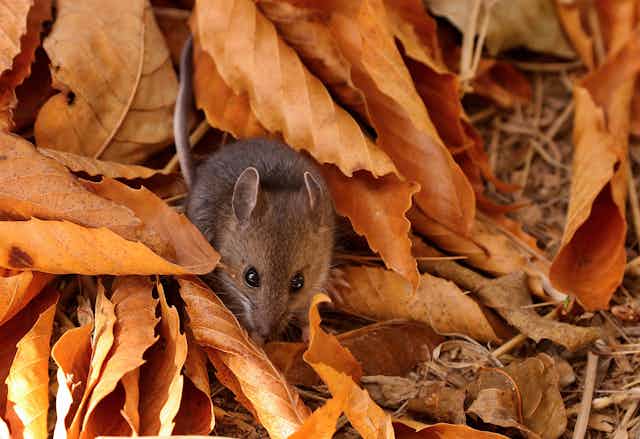 A deer mouse among autumn leaves