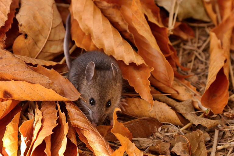 A deer mouse among autumn leaves