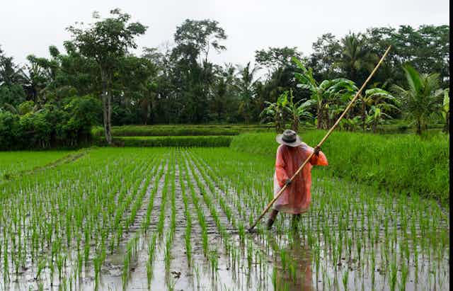 Man holding a bamboo stick in an Indonesian rice paddy. in 