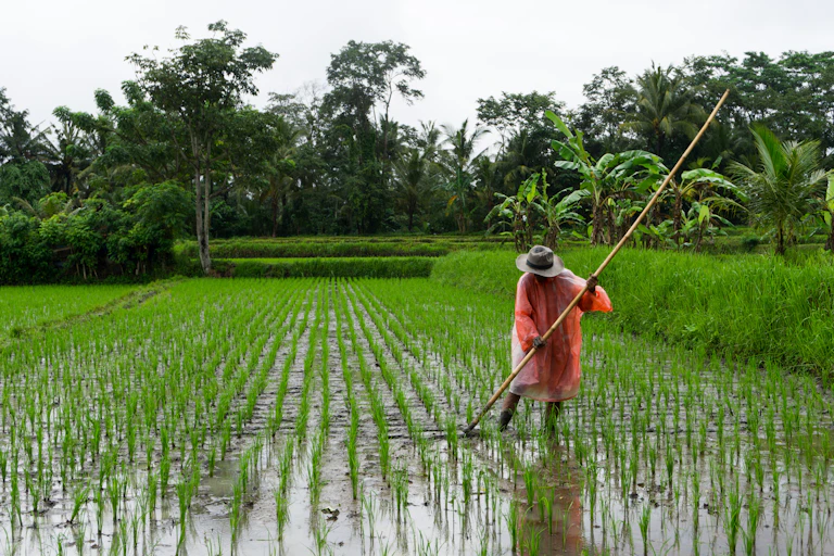 Man holding a bamboo stick in an Indonesian rice paddy. in