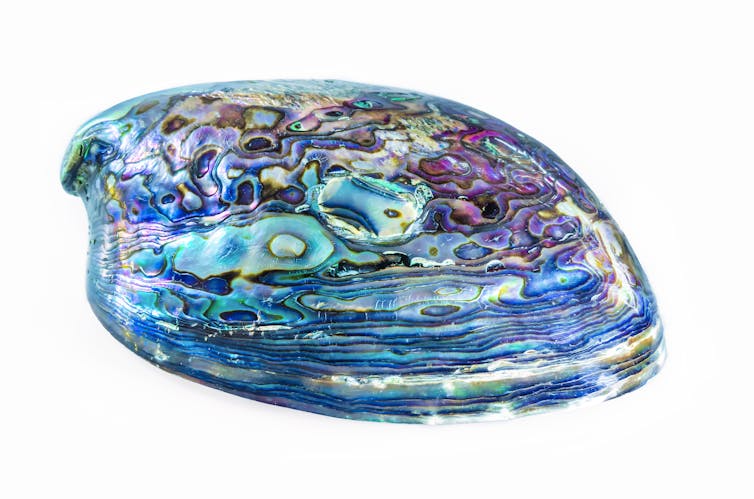 Paua shell