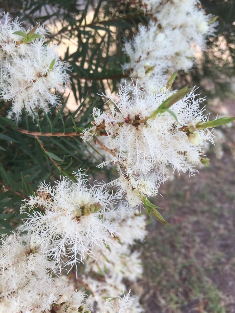 Close-up of snow in summer flowers