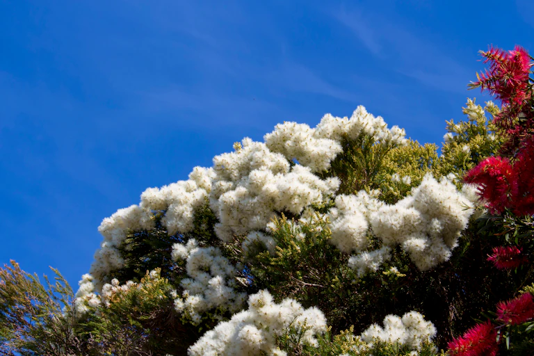 Snow in summer in full flower against a blue sky.