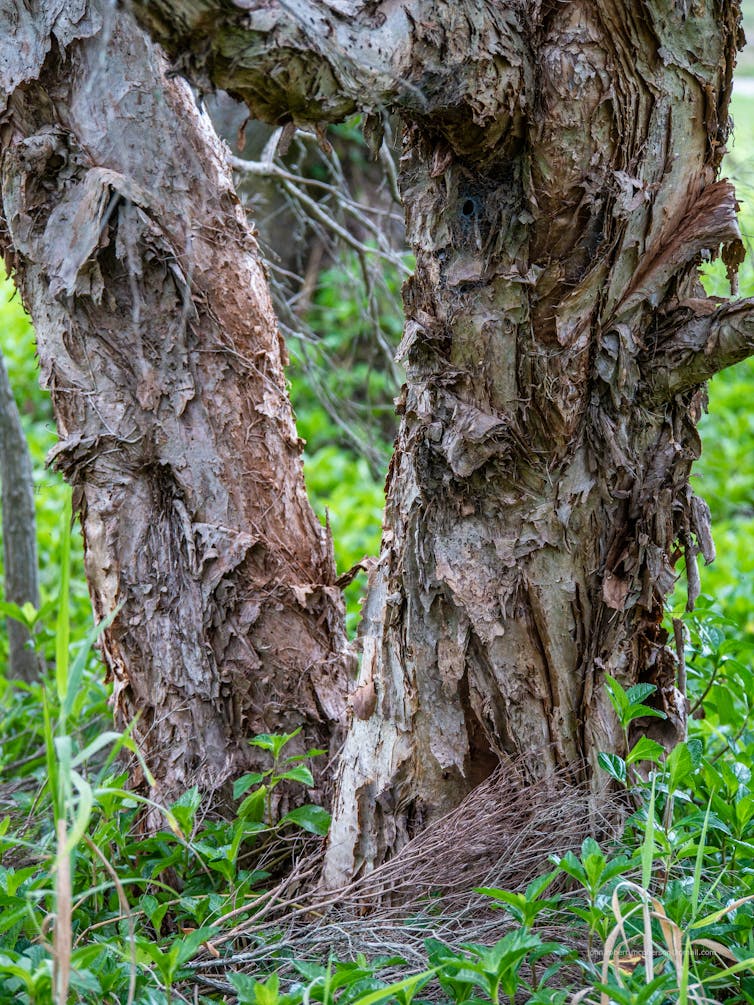 Paperbark trunk