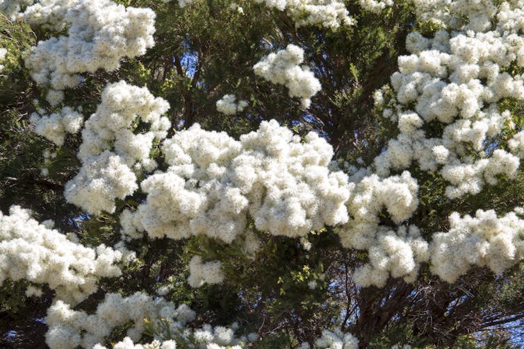 Fluffy flowers of snow in summer