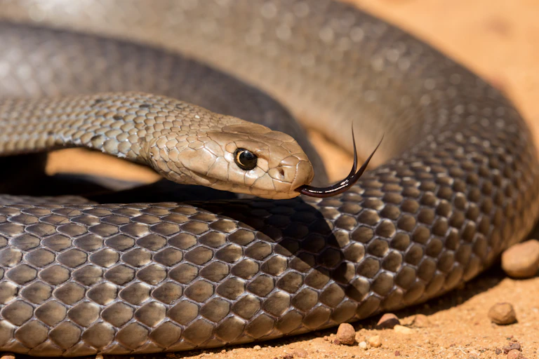 Eastern brown snake