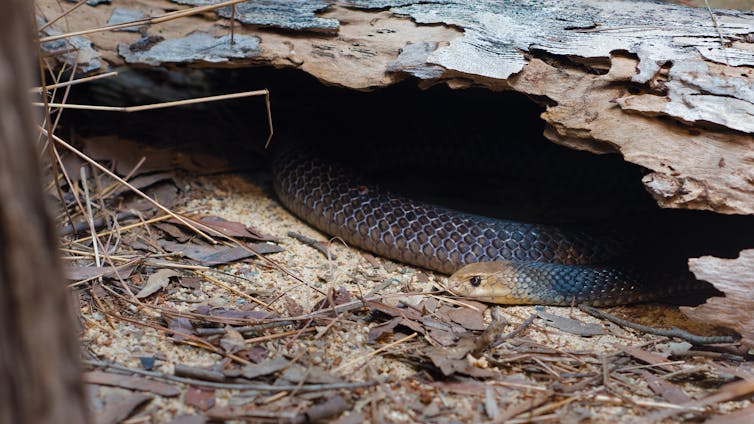 A brown snake under a log.