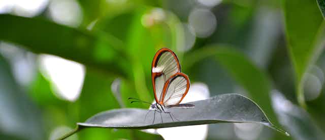 A glasswing butterfly with transparent wings bordered with orange rests on a leaf
