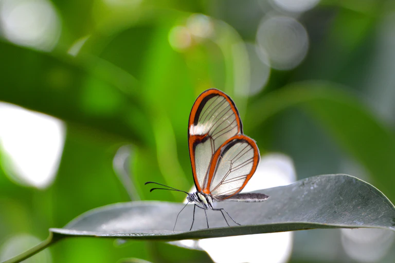 A glasswing butterfly with transparent wings bordered with orange rests on a leaf
