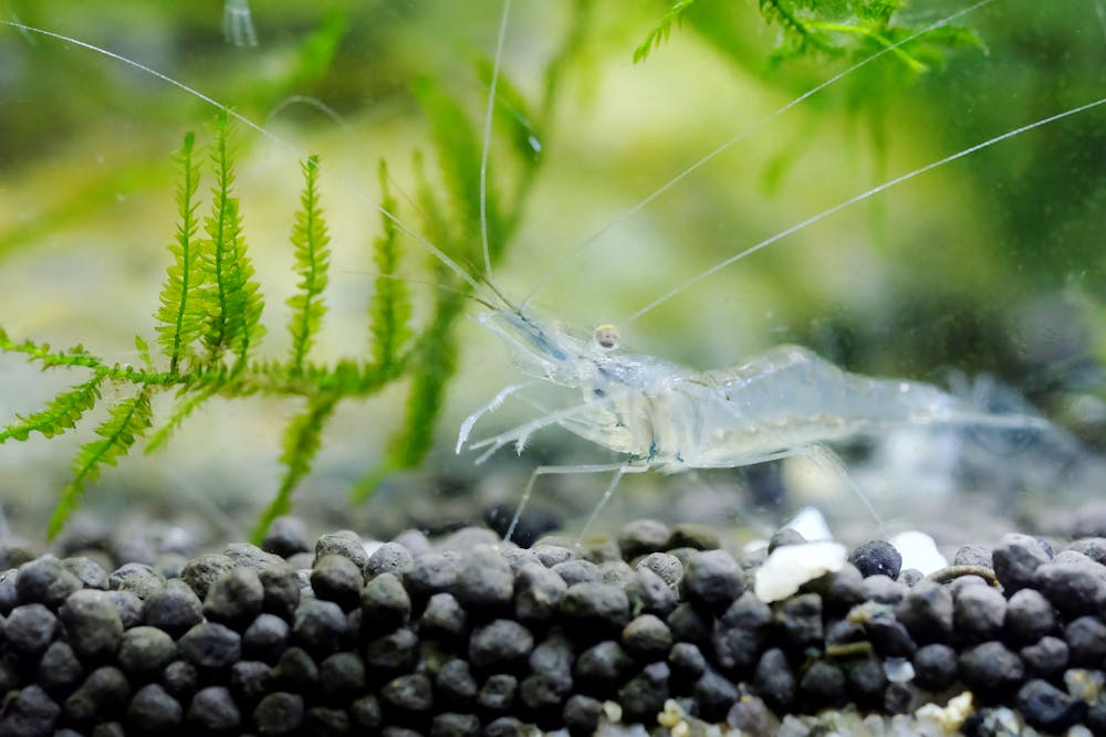 Glass frogs, ghost shrimp and clearwing butterflies use