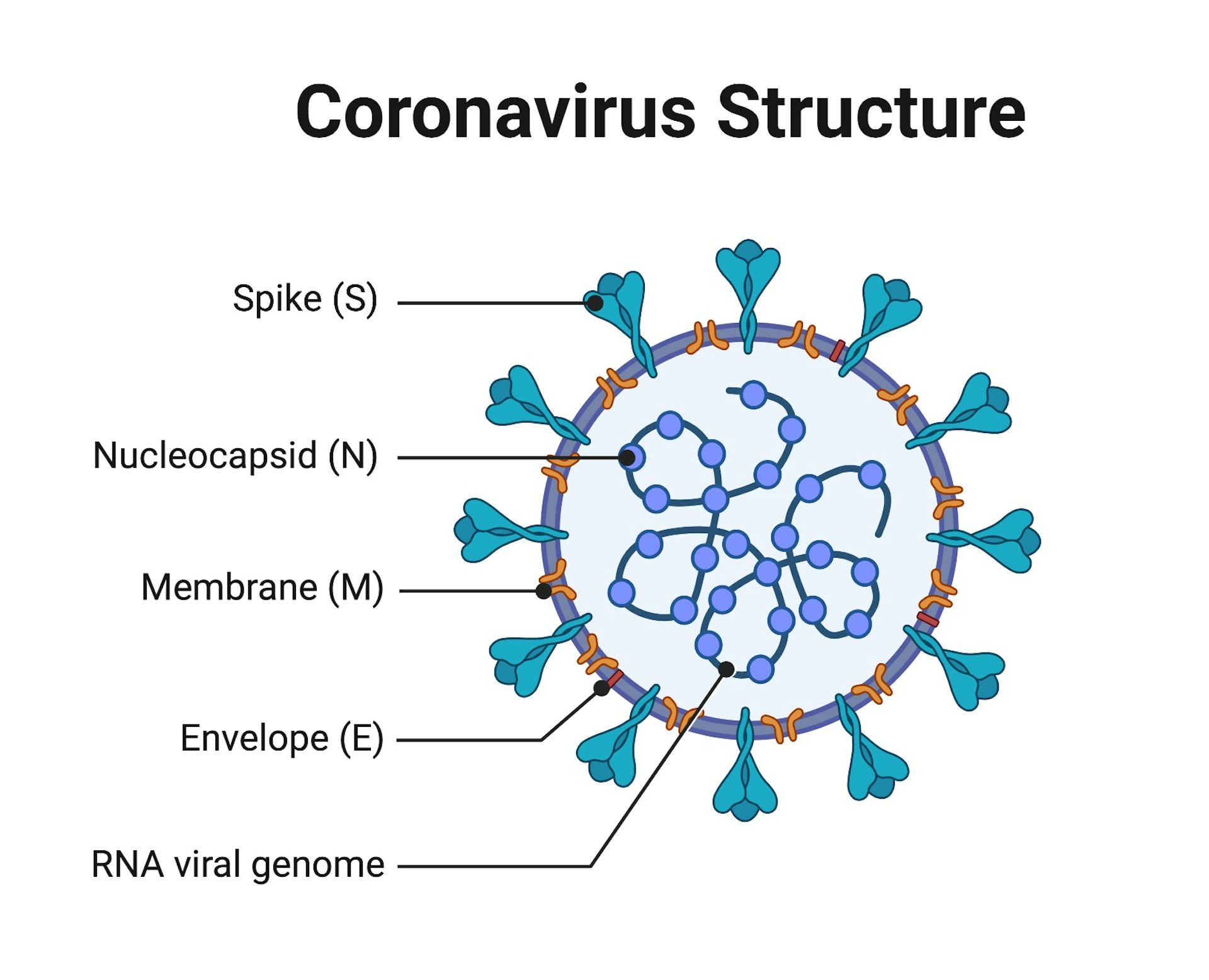 Riset: Mutasi Virus Corona Berpengaruh Besar Dalam Persebaran COVID-19 ...