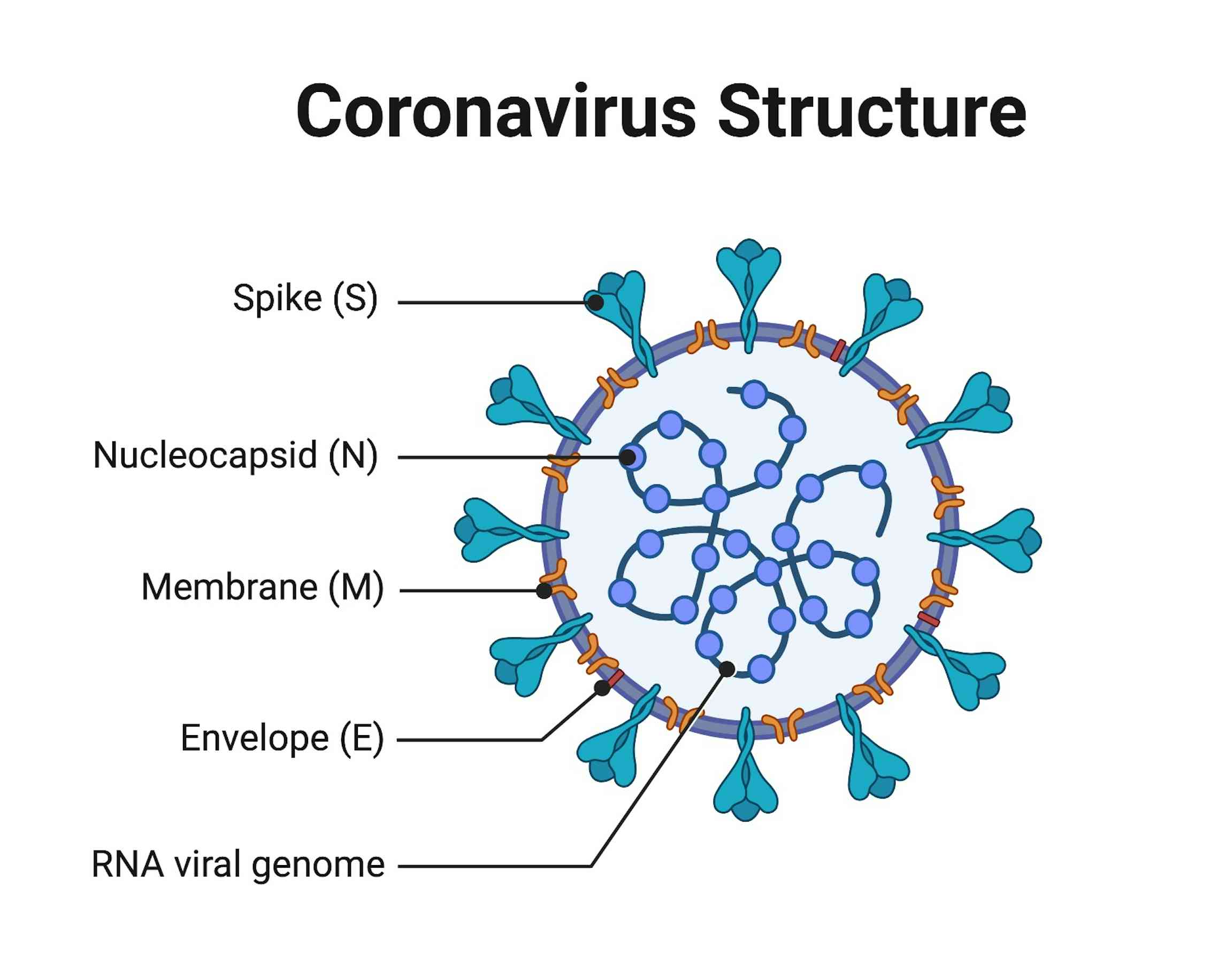 Структура s-белок коронавируса Covid-19. Строение коронавируса Covid-19. Структура вируса Covid-19. BIORENDER. Make virus