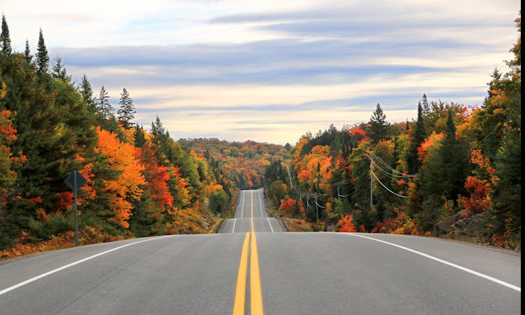 Image of a road with autumn trees in the periphery.
