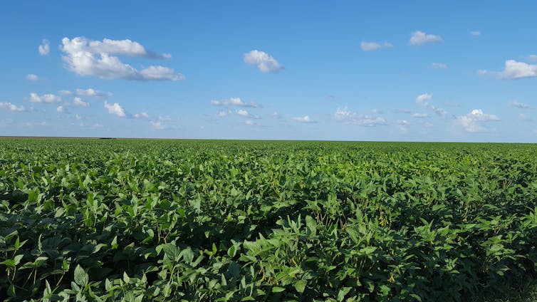 A vast green soybean crop under a blue sky.