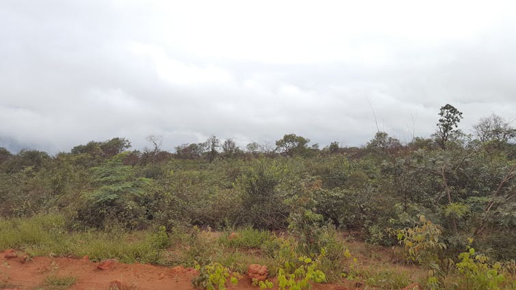 A tropical savanna habitat with shrubs and trees.