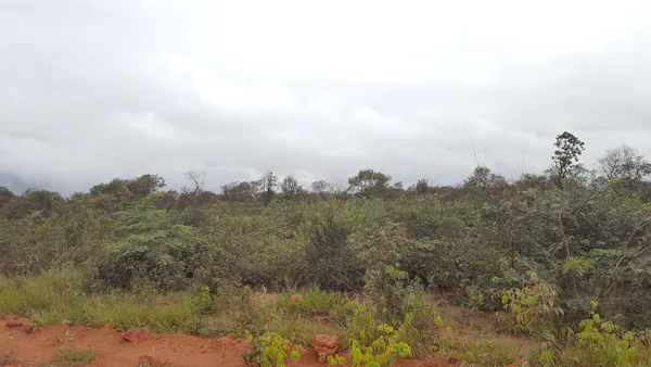 La demanda de carne está impulsando la deforestación en Brasil: cambiar la industria de la soja podría detenerla