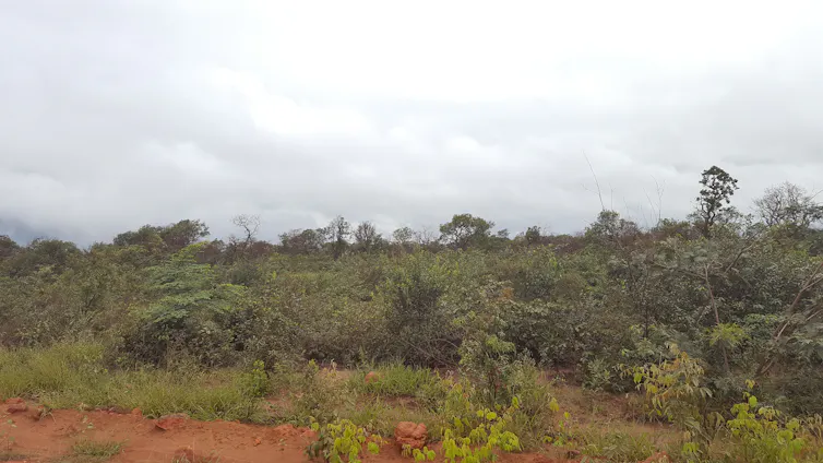 A tropical savanna habitat with shrubs and trees.