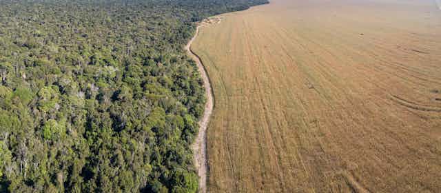 An aerial view of forest and soybean fields divided by a road.