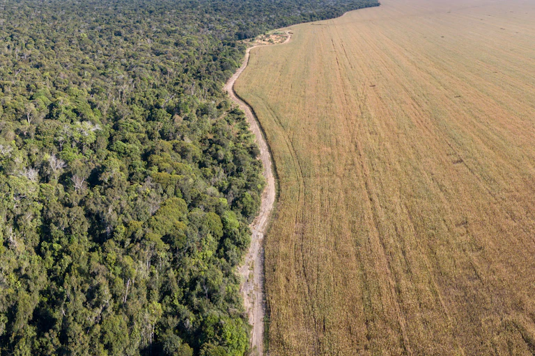 An aerial view of forest and soybean fields divided by a road.