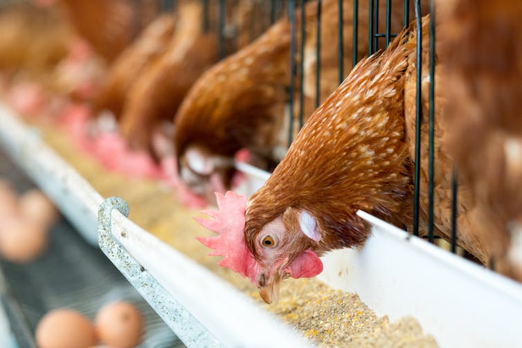 A row of caged hens peck at feed from a trough.