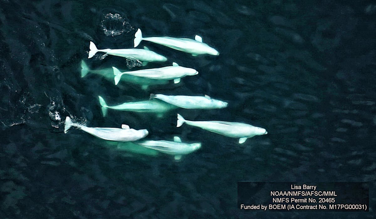 Beluga Whistles And Clicks Could Be Silenced By An Increasingly Noisy Arctic Ocean - roblox black magic superior