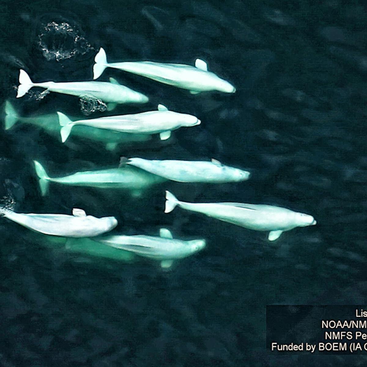 Beluga Whistles And Clicks Could Be Silenced By An Increasingly Noisy Arctic Ocean Beluga Whistles And Clicks Could Be Silenced By An Increasingly Noisy Arctic Ocean