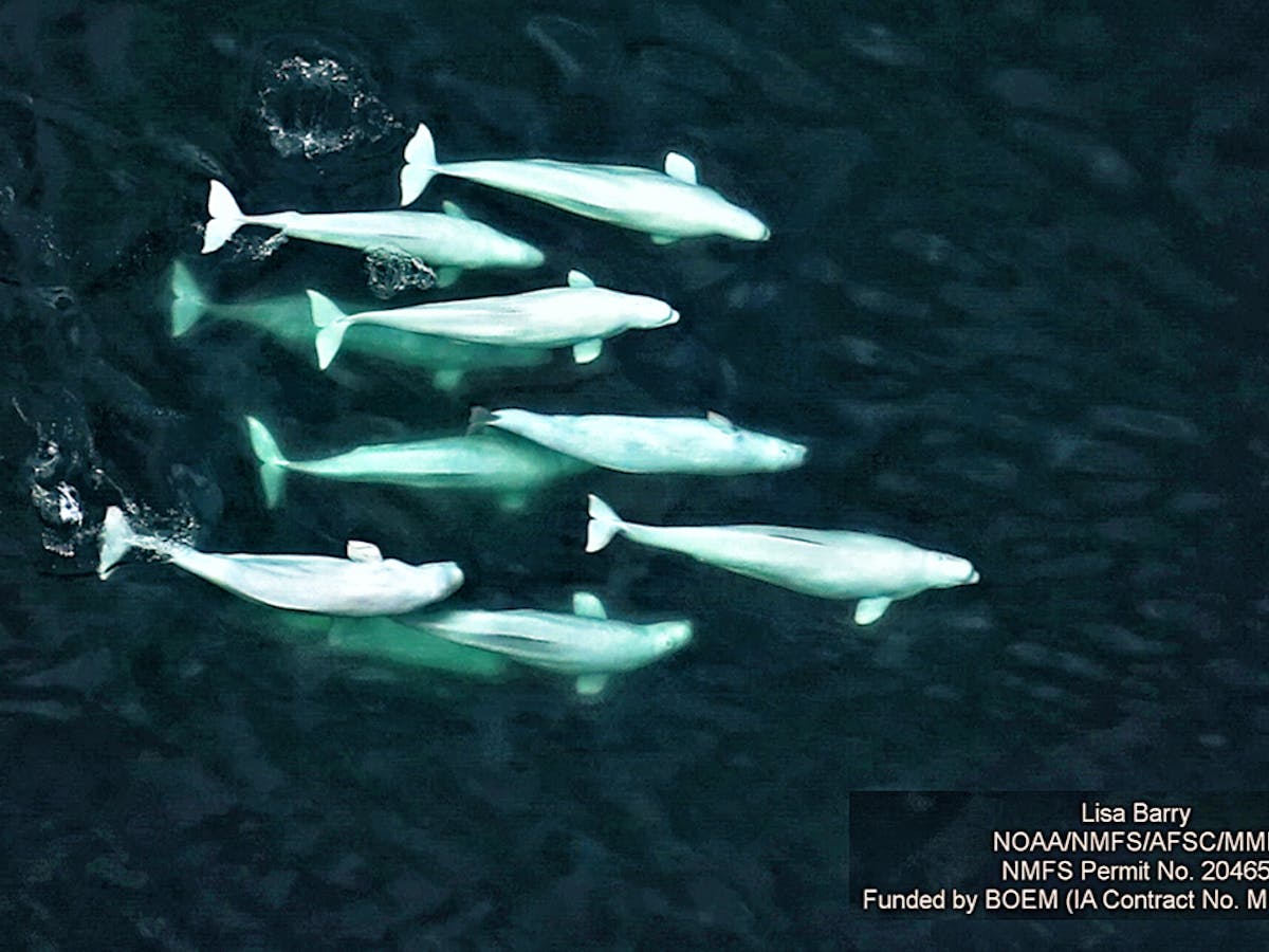 Beluga Whistles And Clicks Could Be Silenced By An Increasingly Noisy Arctic Ocean Beluga Whistles And Clicks Could Be Silenced By An Increasingly Noisy Arctic Ocean