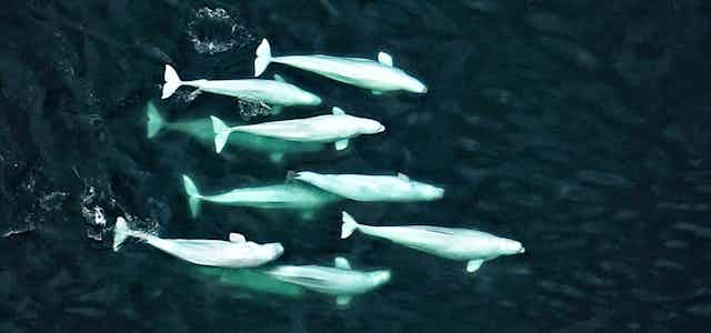 Aerial view of belugas swimming