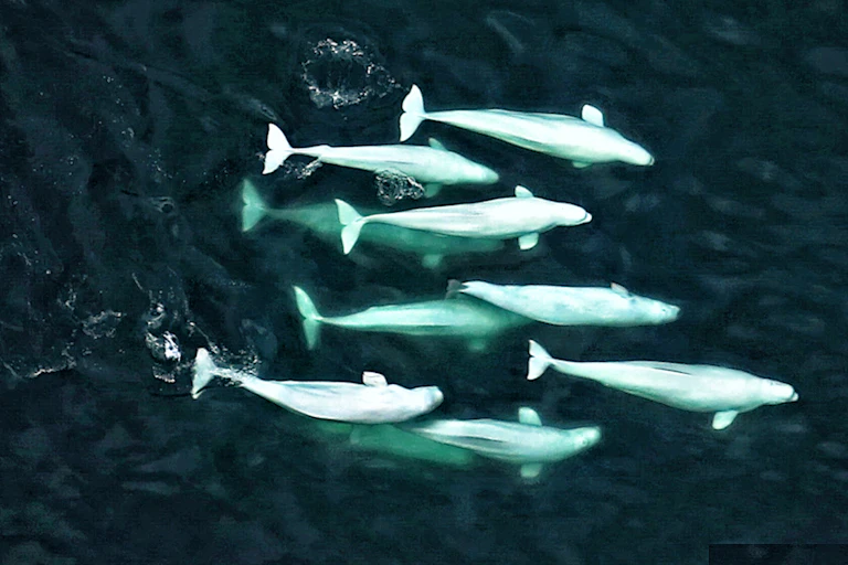 Aerial view of belugas swimming