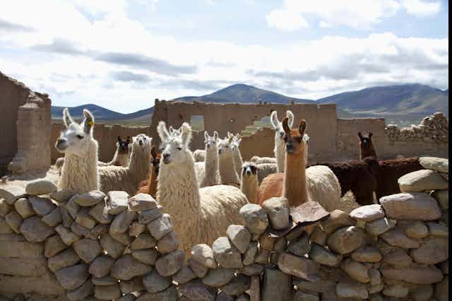 Llamas penned behind a stone wall.
