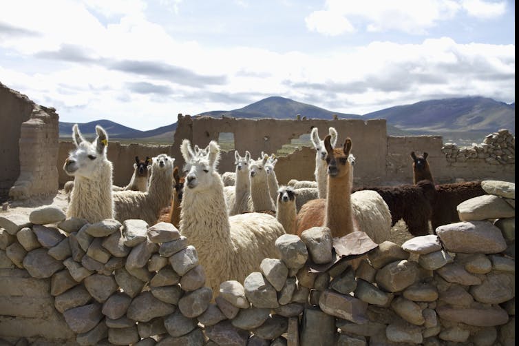 Group of alpacas standing behind a stone fence