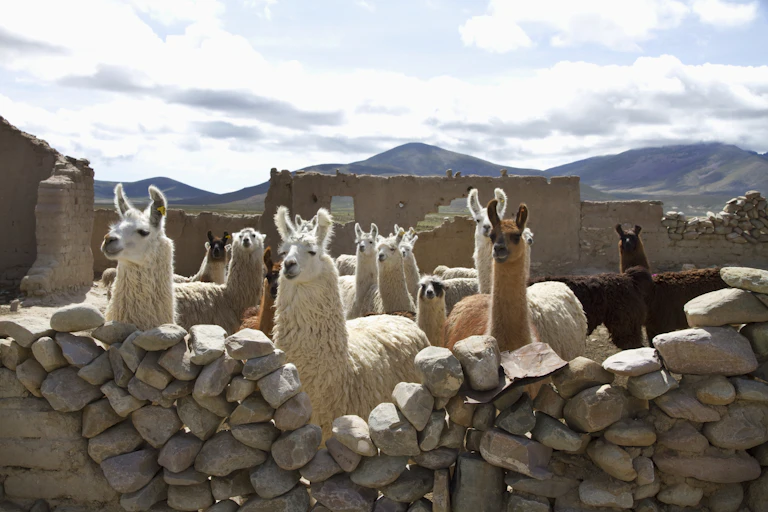 Llamas penned behind a stone wall.
