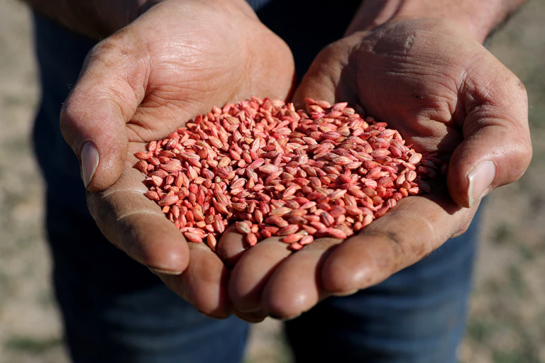Western Australian farmer Rhys Turton holds barley seeds in his fields near York, 100km east of Perth.