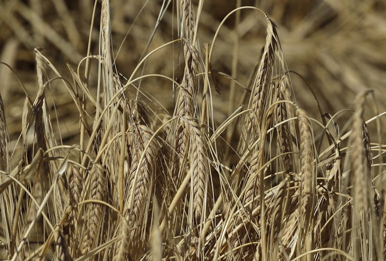 Barley crop