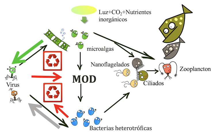 Red trófica microbiana enlazada con la cadena alimentaria. MOD: materia orgánica disuelta. Clara Ruiz-González