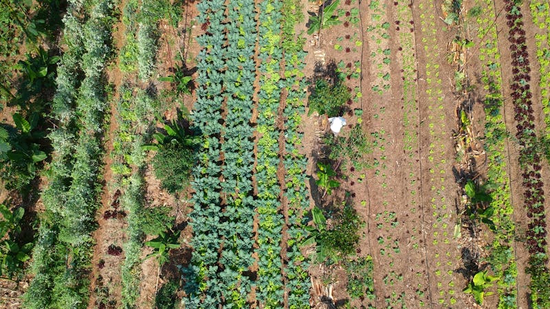 Por qué decimos agricultura ecológica cuando queremos decir agroecología Por qué decimos agricultura ecológica cuando queremos decir agroecología