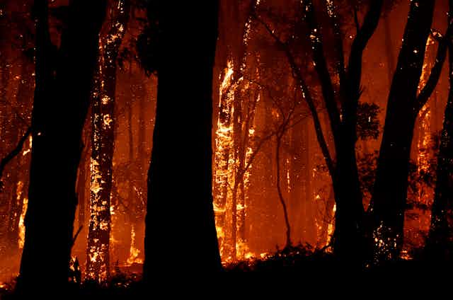 Fire tears through Victorian forest