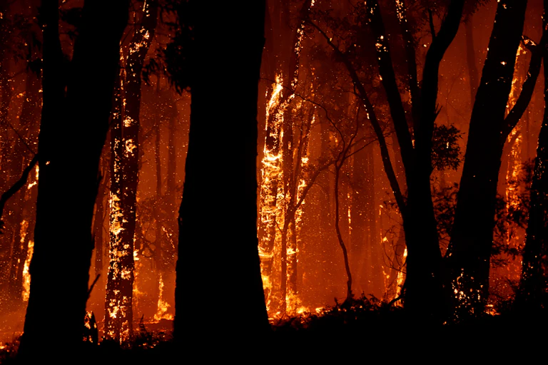 Fire tears through Victorian forest